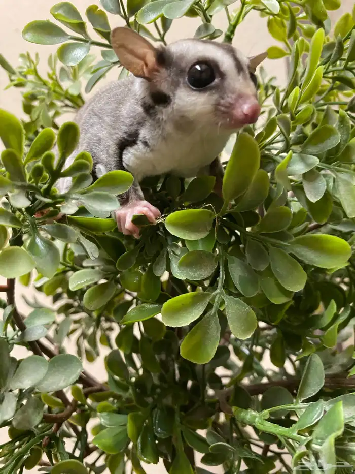 شوقر قلايدر - السنجاب الطائر SugarGlider 12