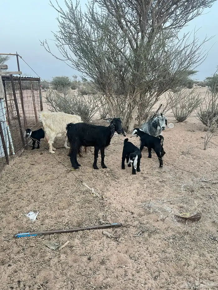 معزا خلفات 3 تحتها 5 7