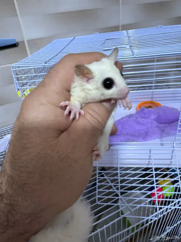 سنجاب شوقر قلايدر 9
