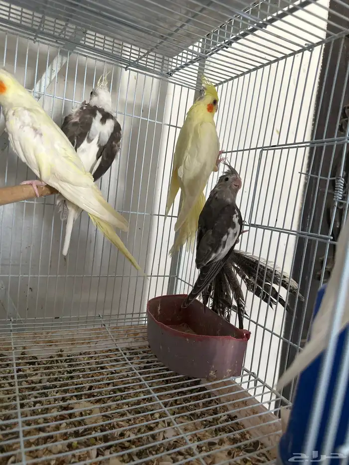 للبيع مجموعة طيور كوكتيل 2