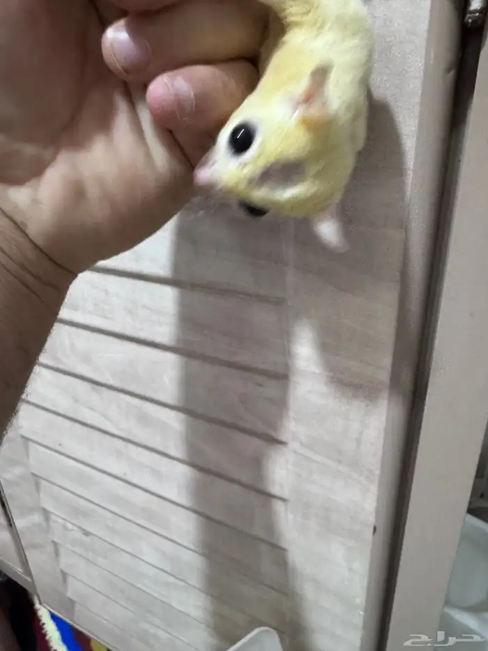 سنجاب شوقر قلايدر 11