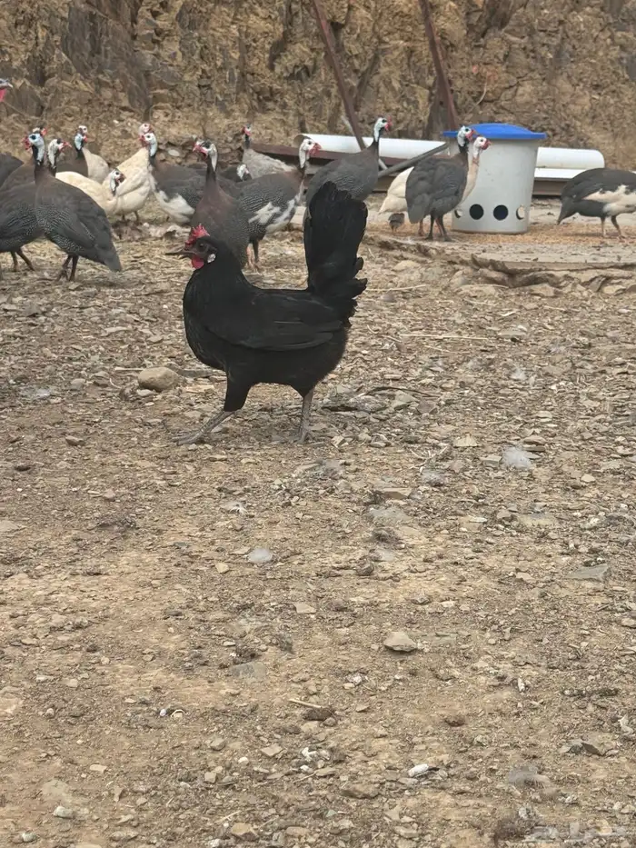 دجاج عربي دجاج جبنيز ديك رومي للبيع 40