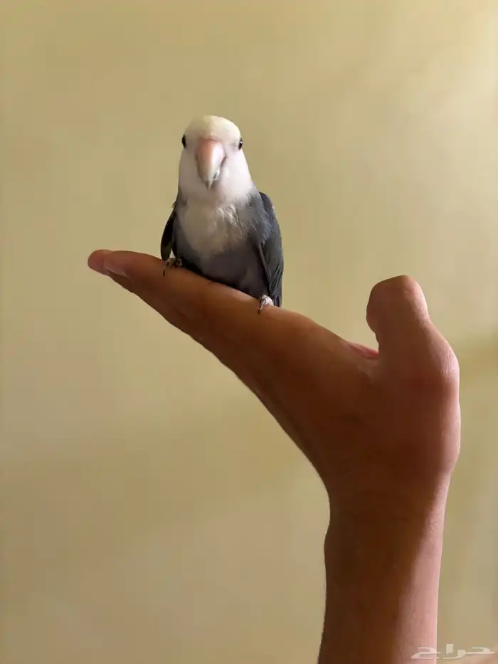 للبيع روز 0