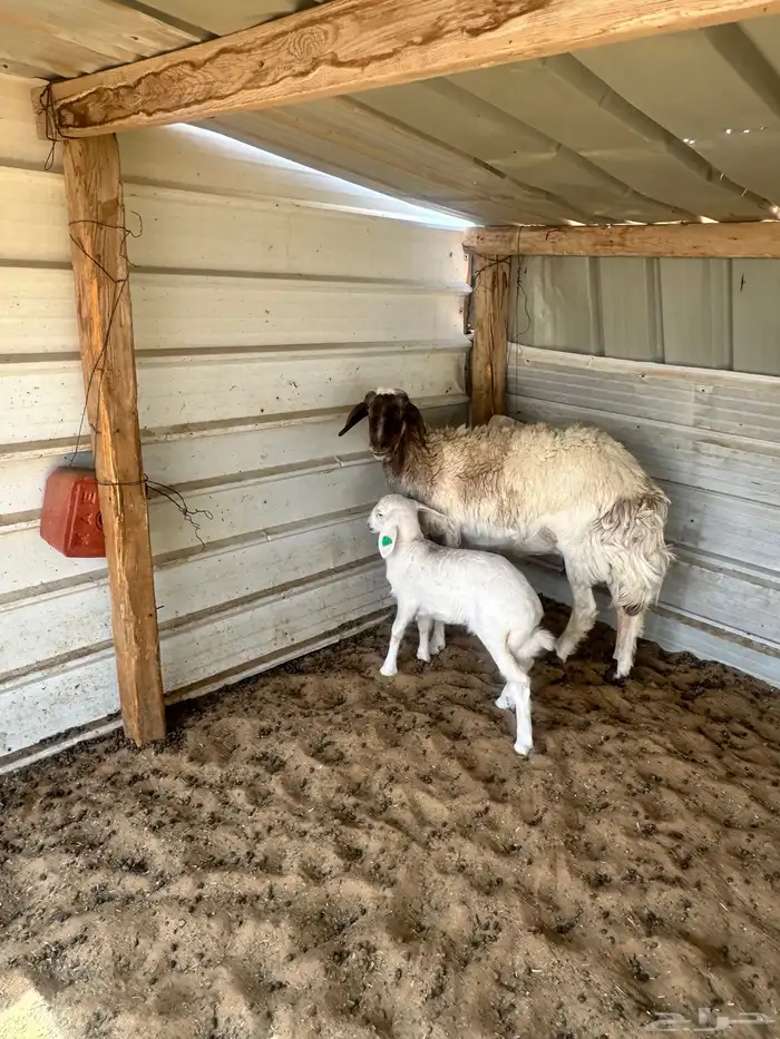 شاة حريه السن ثنيه ومعها رخل تم تم تم البيع 3