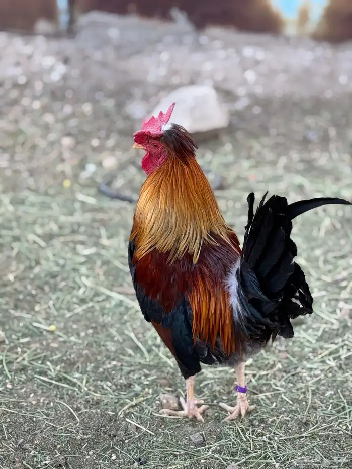 بيض دجاج عربي أصيل (أفرق) 14