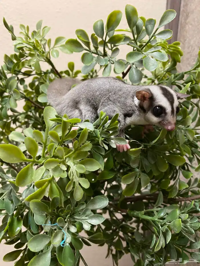 شوقر قلايدر - السنجاب الطائر SugarGlider 14