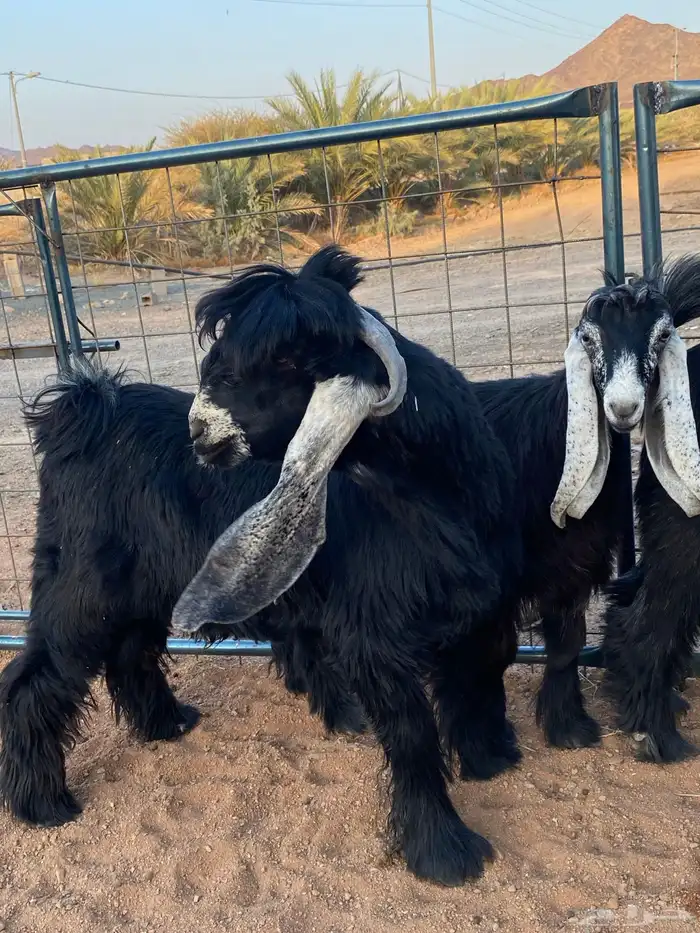 معزا عوارض صنف بفحلها (تم البيع) 14