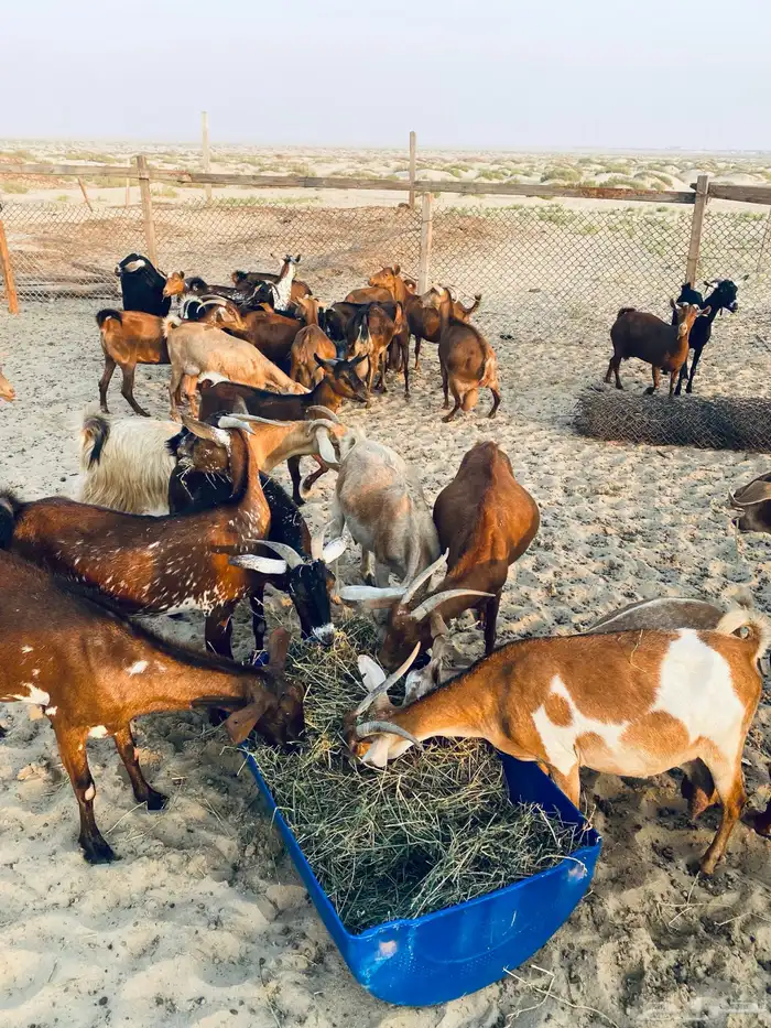 معزا جنوبيات اكثرها دفيع حصيب 0