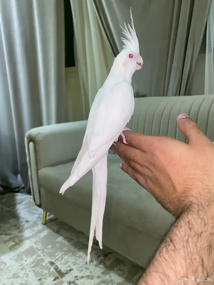 تم البيع 0