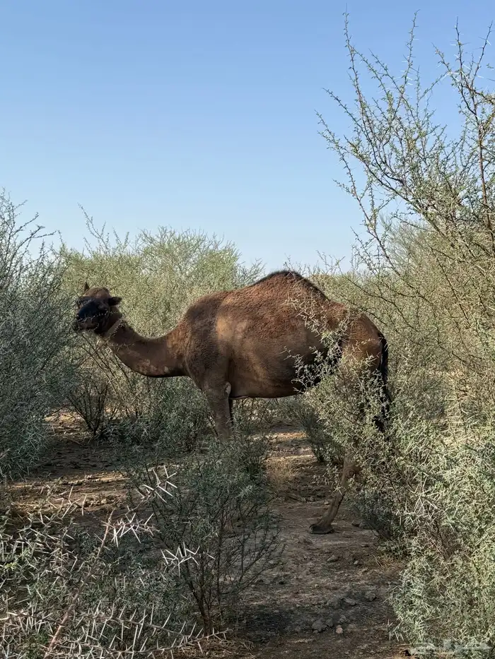 الحمرا القحه العكشي 4