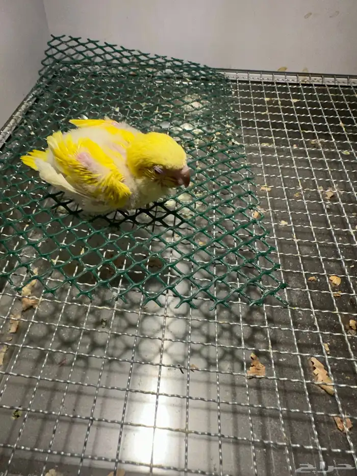 فرخ كويكر ( تم البيع ) 3