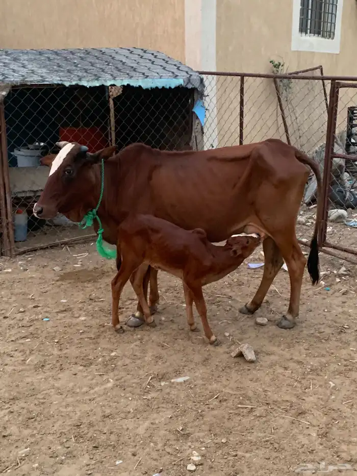 بقره للبيع 0