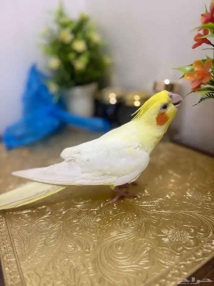 كروان لاتينو اليف 1