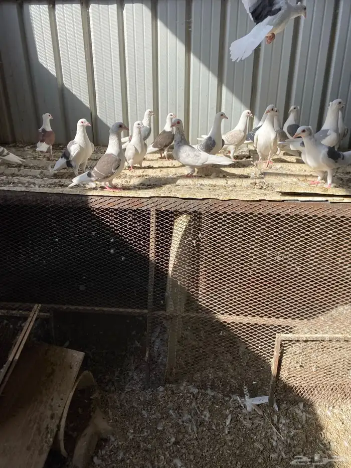 حمام زاجل فاخر للبيع 5