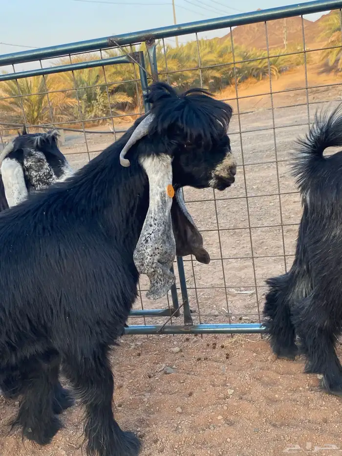 معزا عوارض صنف بفحلها (تم البيع) 15