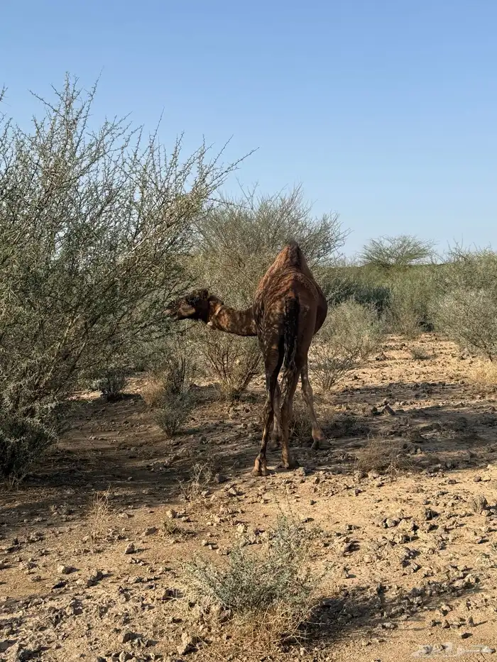 الحمرا القحه العكشي 11