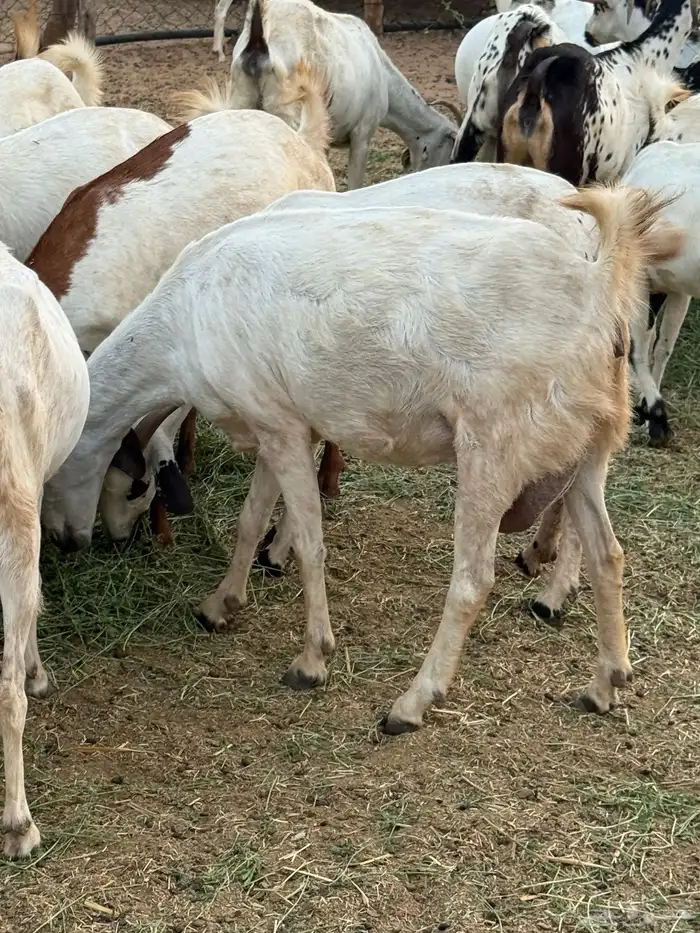 ماعز فاخر 9