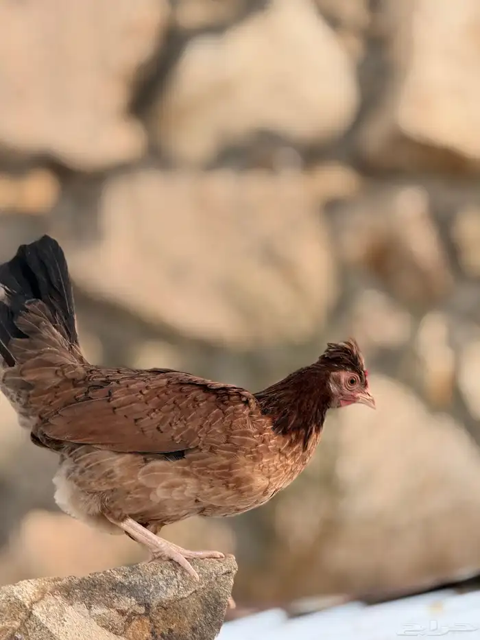 بيض دجاج عربي أصيل (أفرق) 37