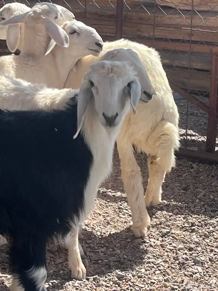 للبيع ذبايح 4