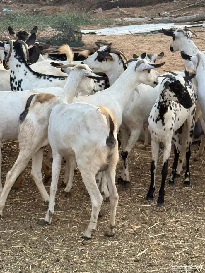 ماعز فاخر 6