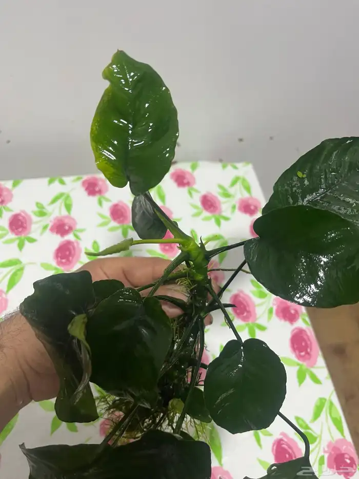 نبات واسماك 6