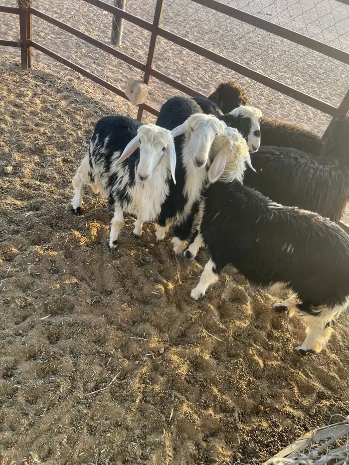 رخال نجد 0