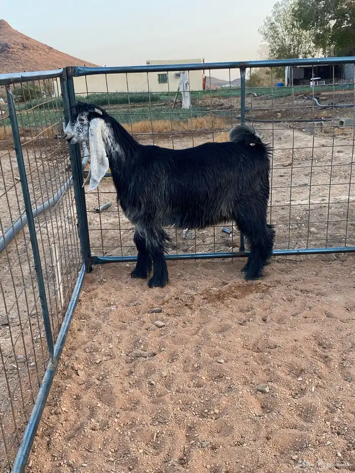 معزا عوارض صنف بفحلها (تم البيع) 9