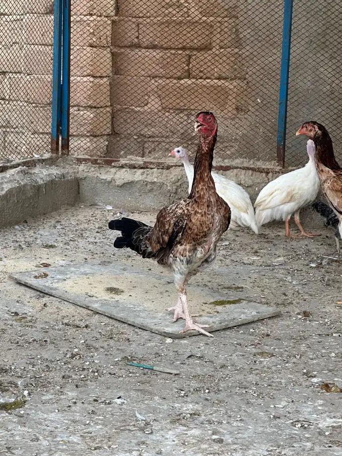 دجاج شامو ياباني 4