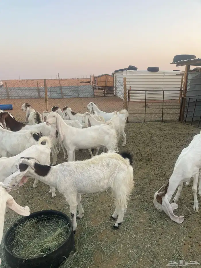 ماعز مطورات عدد 15 0