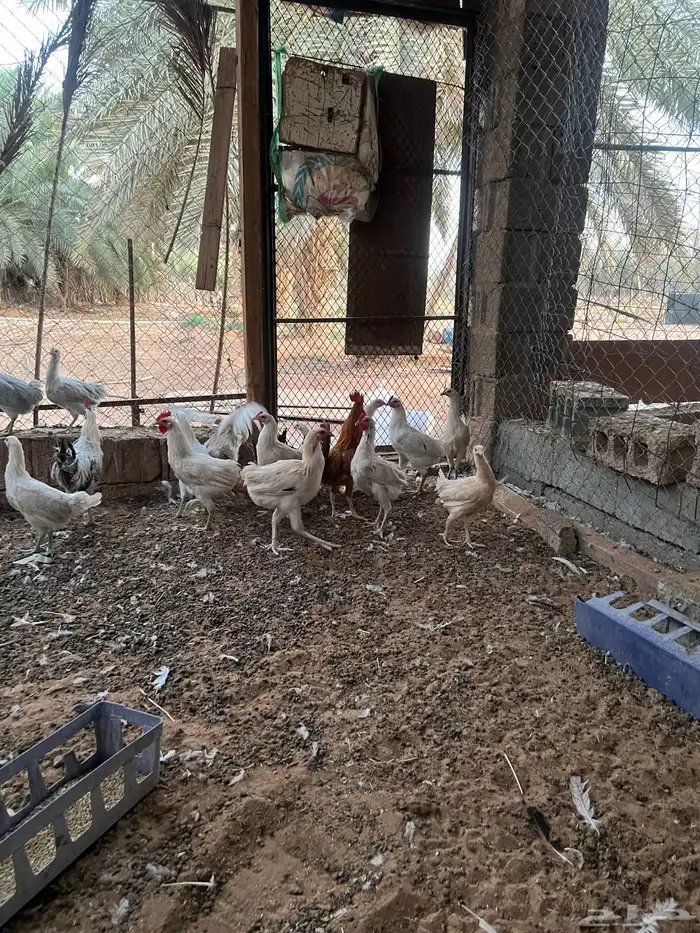 دجاج بياض وديكه 0