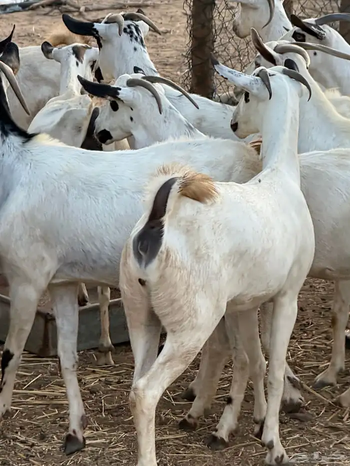 ماعز فاخر 0