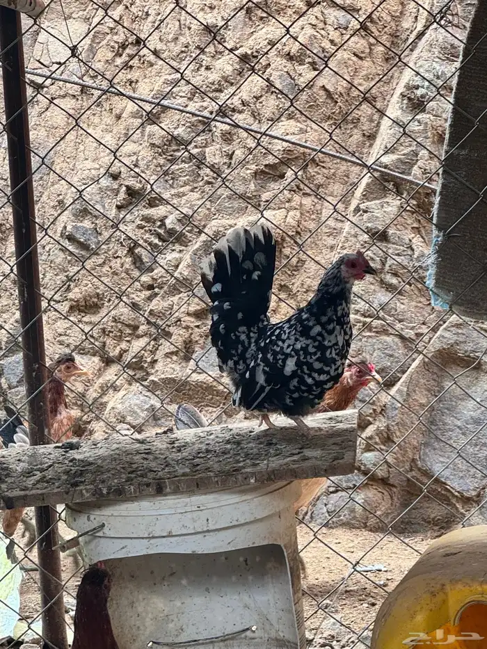دجاج عربي دجاج جبنيز ديك رومي للبيع 26