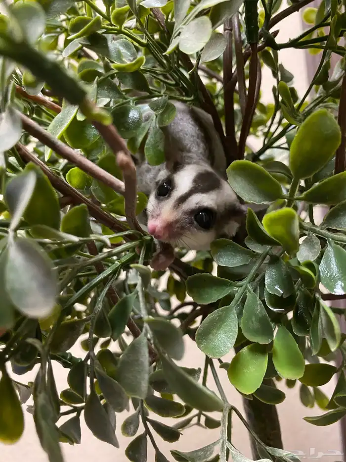 شوقر قلايدر - السنجاب الطائر SugarGlider 8