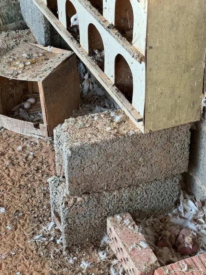 حمام بلجيكي منتج للبيع ع السوم تقريبا تقريبا خمسين جوز تزو 3