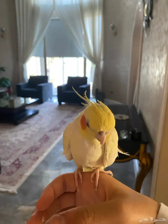 جوز كروان 4