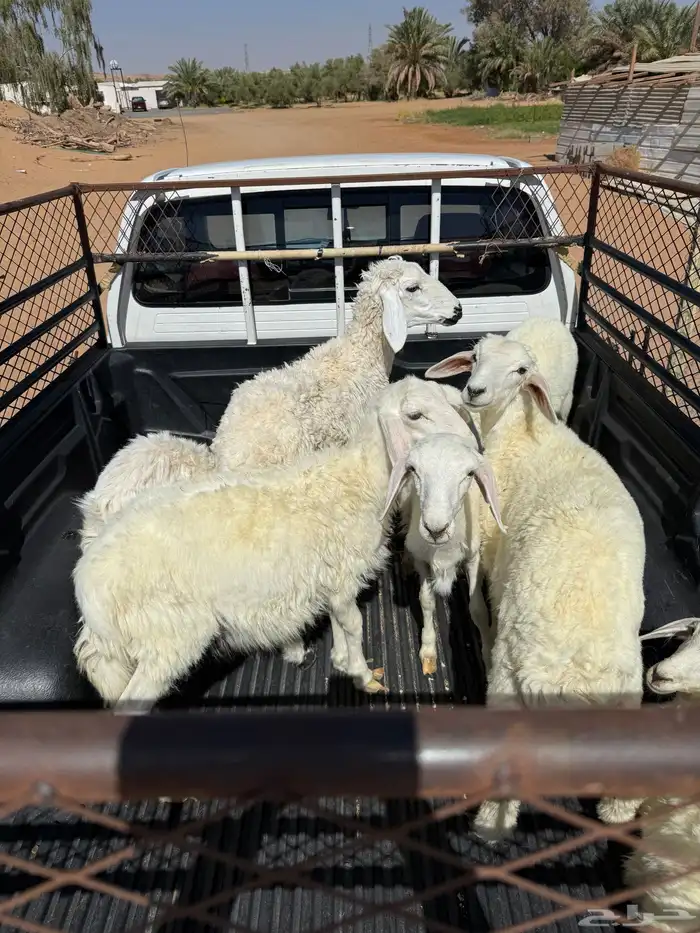 بهم تربيه للبيع 0