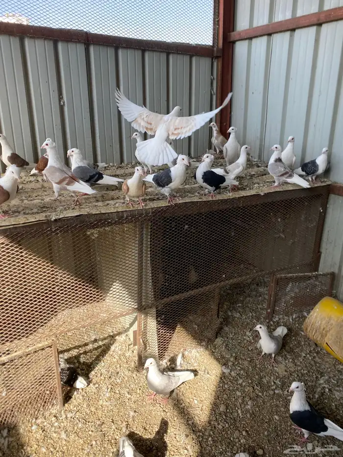 حمام زاجل فاخر للبيع 6