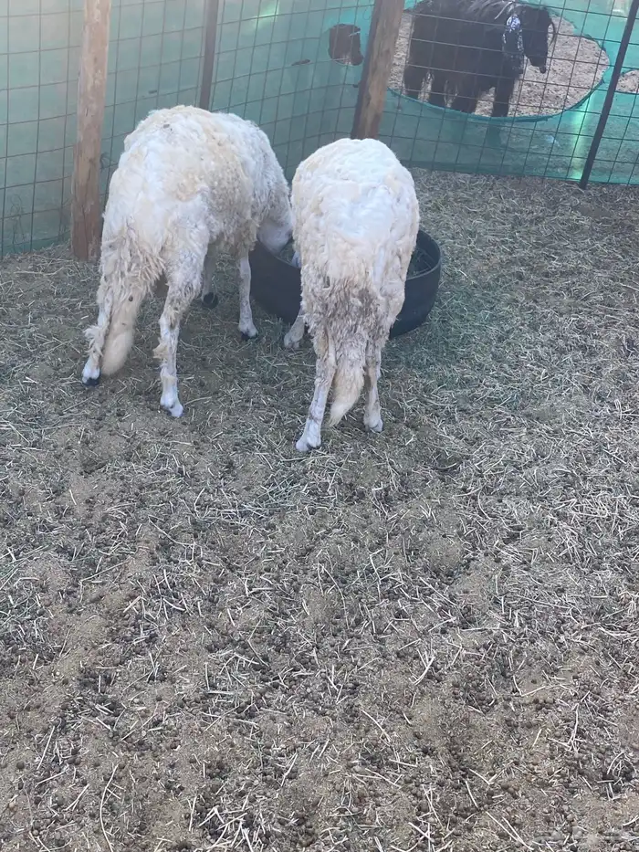 طليان سواكن مرباه حول 4شهور 0