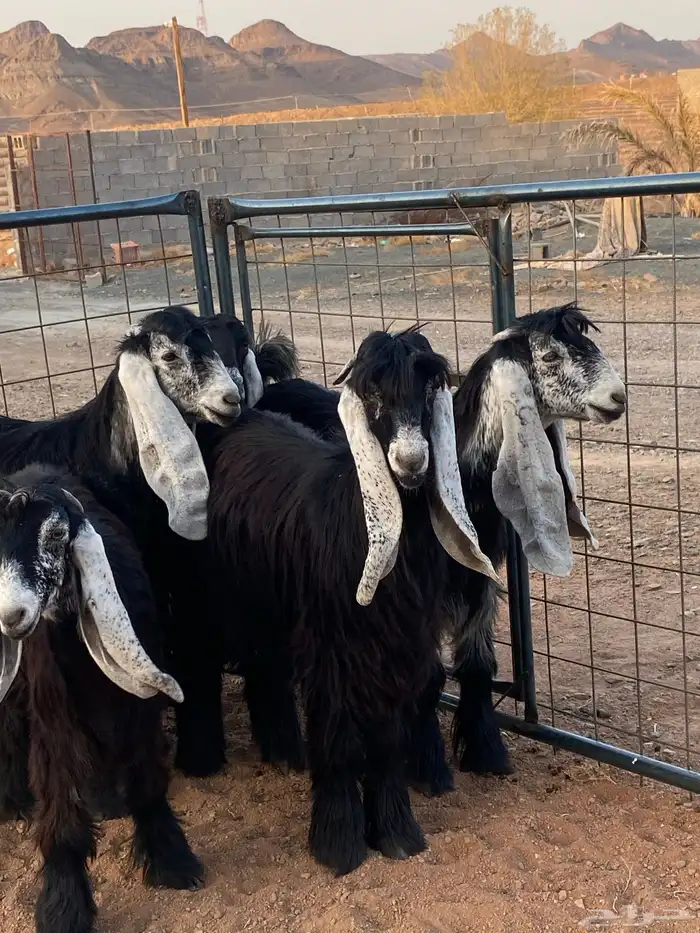 معزا عوارض صنف بفحلها (تم البيع) 17