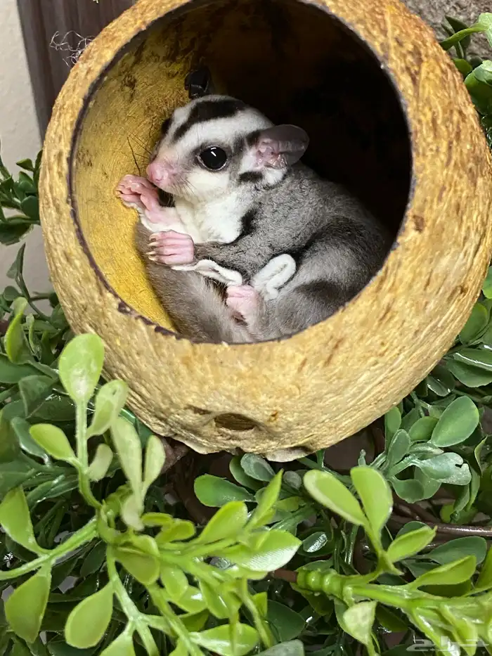 شوقر قلايدر - السنجاب الطائر SugarGlider 0