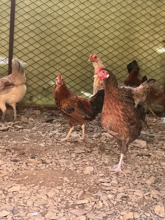 دجاج عربي دجاج جبنيز ديك رومي للبيع 13