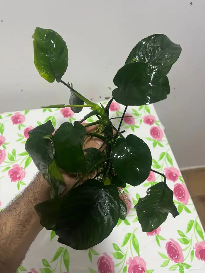 نبات واسماك 3