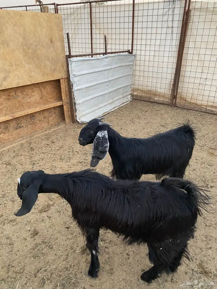 جفار ( تم البيع ) 19