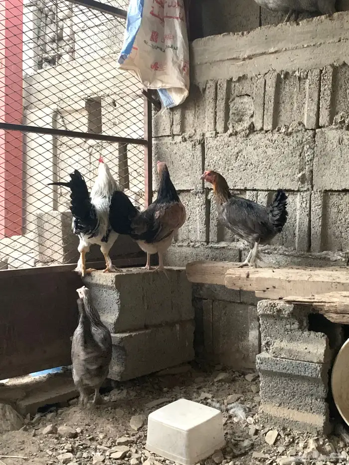 دجاج بلدي 1