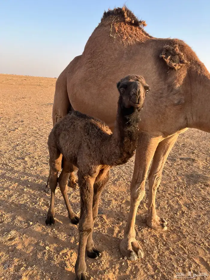 خلفه مصغر والده لها أسبوع ساحليه 1