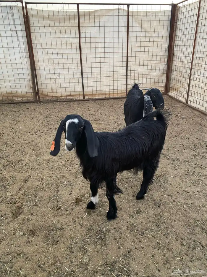 جفار ( تم البيع ) 16