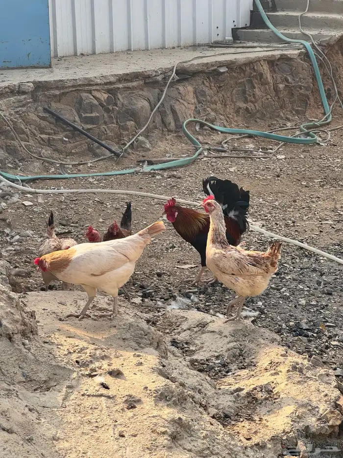 دجاج عربي دجاج جبنيز ديك رومي للبيع 2