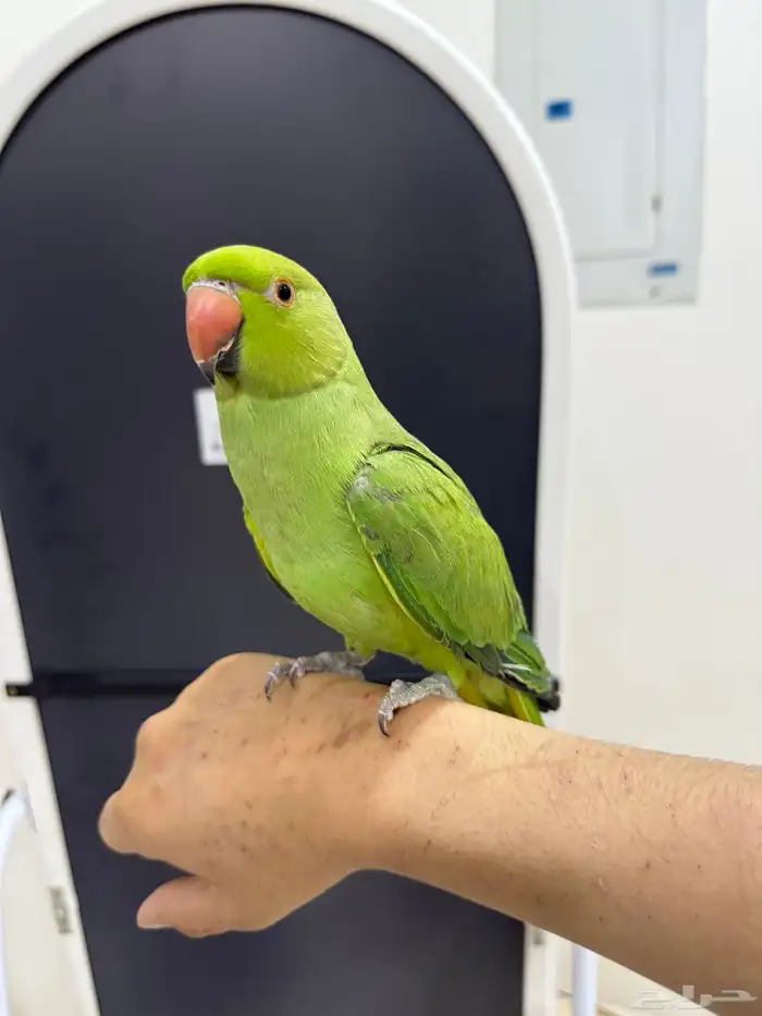 ببغاء دره 6