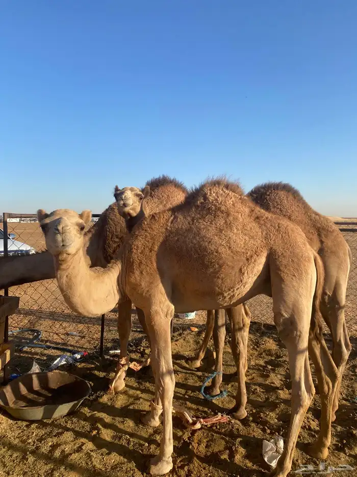 قعدان للبيع هجن 1