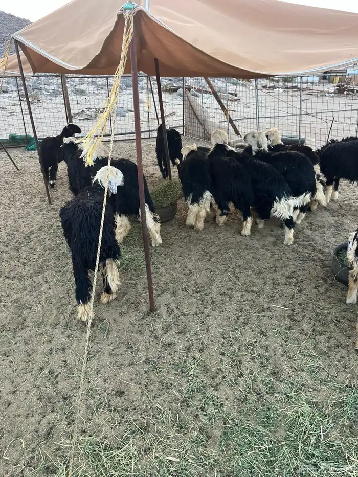 طليان نجد 1